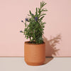 TINY TERRACOTTA GROW KITS