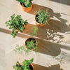 TINY TERRACOTTA GROW KITS
