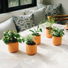 TINY TERRACOTTA GROW KITS
