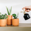 TINY TERRACOTTA GROW KITS