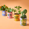 COMPLIMENT COLOR GROW KITS