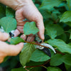 GARDEN PRUNERS