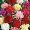 FRESH FLOWERS