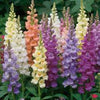 FRESH FLOWERS