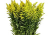 FRESH FLOWERS