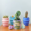 COMPLIMENT COLOR GROW KITS