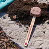 POLLINATOR SEED POPS